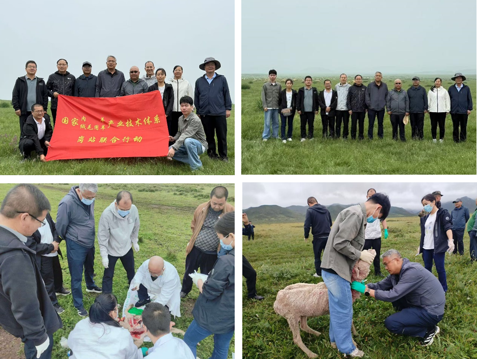 国家绒毛用羊产业体系、肉羊产业技术体系助力皇城羊场疫病防控